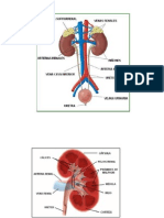 Estudio de Urografia Excretora1