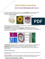 Estructura Del Tallo