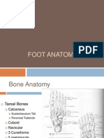 Foot Anatomy