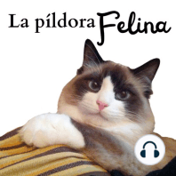 42. La gente odia los gatos por esto