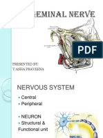 Trigeminal Nerve