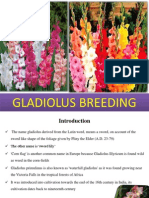 Gladiolus Breeding by Chandrashekar S Y