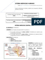 Resumen Del Sistema Nervioso