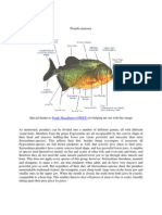 Piranha Anatomy