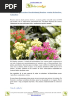 Guía de Cuidados Del Kalanchoe