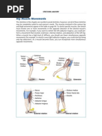 Hip Muscle Movements: Extension Flexion