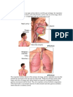 Respiratory Anatomy Physiology and Dse Definition