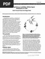 Ichthyophthirius Multifiliis (White Spot) Infections in Fish