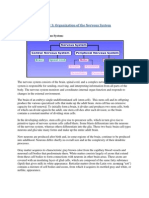 Chapter 3: Organization of The Nervous System