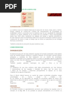 Manual de Colocación de Cerámica Roja