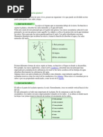 Cuantas Partes Tienen Las Plantas