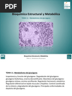 Tema 11. Metabolismo Del Glucogeno