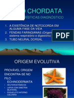 Biologia PPT Filo Chordata