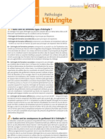 Ettringite PDF