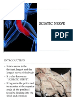 Siatic Nerve