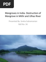 Mangroves in India - Destruction of Mangrove in Mithi