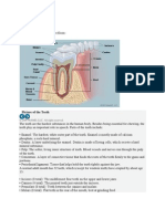 Oral Care: Image Collection: Human Anatomy