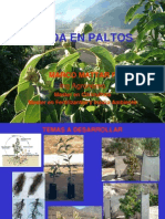 Poda de Paltos