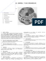La Célula Animal y Sus Organelos