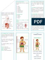 Triptico Sistema Digestivo