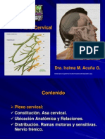 Plexo Cervical