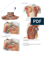 Músculos Del Miembro Superior
