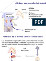 Hormonas Corticoesteroides