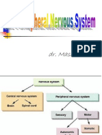 Peripheral Nervous System