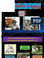 Primeros Auxilios Veterinarios en Bovinos