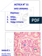 Usmp Practica 12 - Histologia 2013 - Aparato Urinario