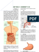 Sistema Digestivo