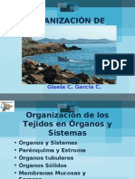 Organización de Órganos 09