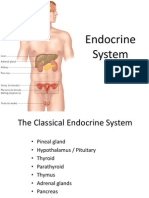 Endocrine System