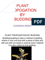 Horticultural Plant Propagation by Budding - Eswar