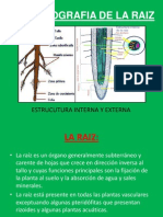 Organografia de La Raiz