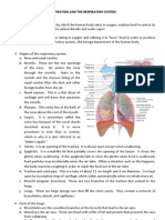 Respiratory System (Chart)