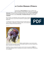 El Asombroso Cerebro Humano I