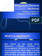 Whipworm (Trichuris Trichiura)