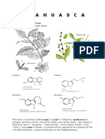 Another Master of Plants Ayahuasca Study