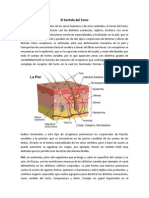 El Sentido Del Tacto