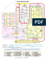 Lipid Metabolism