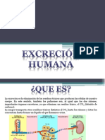 Excrecion Humana