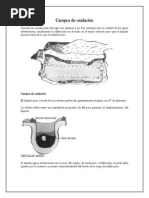 Campos de Oxidación