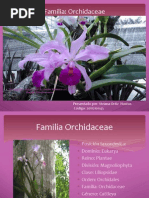 Familia Orchidaceae