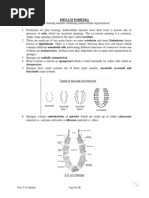 Phylum Porifera Classification