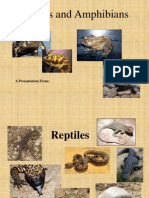 Reptiles and Amphibians