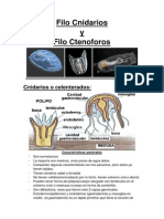 04 Cnidarios y Ctenoforos