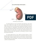 Anatomy and Physiology of Adrenal Glands