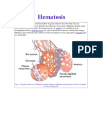 Hematosis