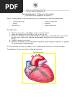 Guia Diseccion Corazon